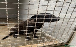 Cane Corso cani in regalo: Corso giovane depressa in 1pessimo canile del sud a Città metropolitana di Milano - Immagine 3