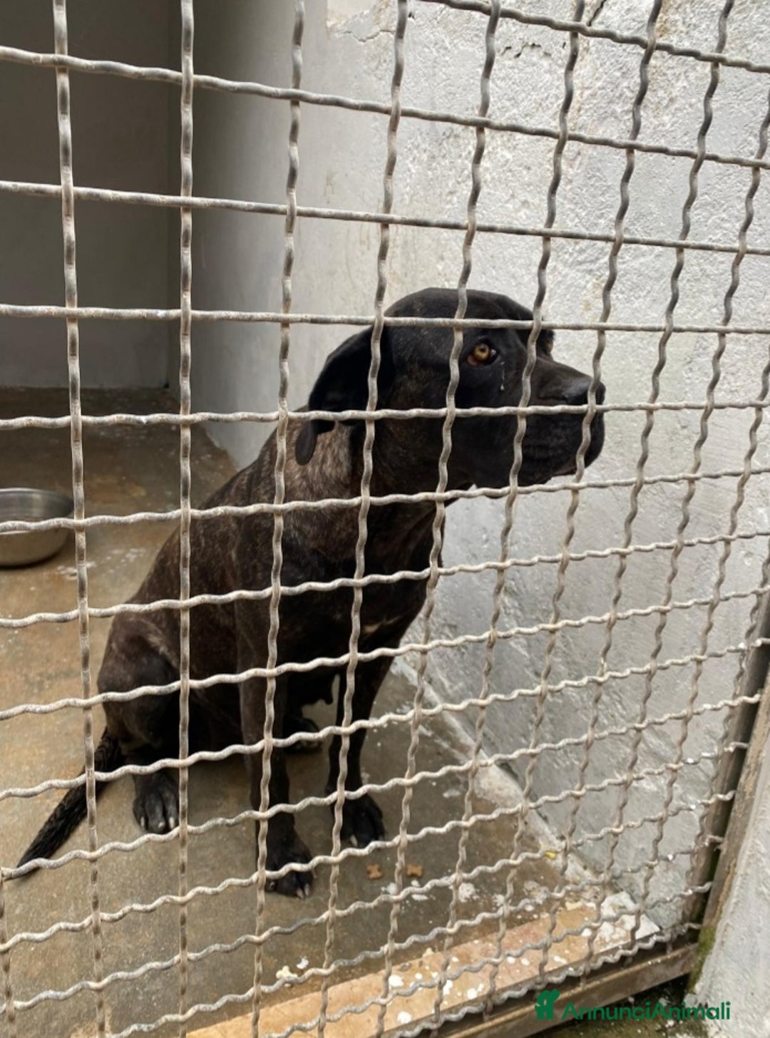 Cane Corso cani in regalo: Corso giovane depressa in 1pessimo canile del sud a Città metropolitana di Milano - Immagine 3
