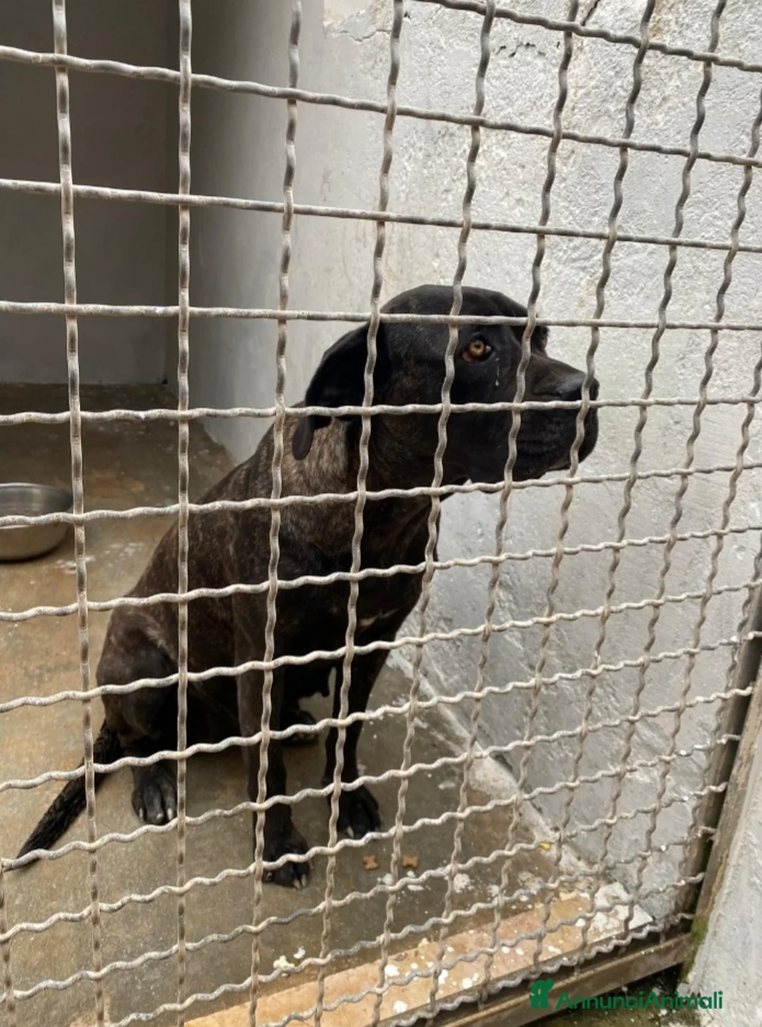 Cane Corso cani in regalo: Corso giovane depressa in 1pessimo canile del sud a Città metropolitana di Milano - Annuncio 3