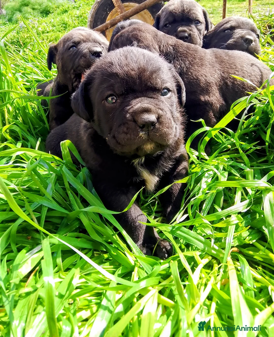 Cane Corso cani in vendita: Cuccioli di cane corso - Annuncio 2