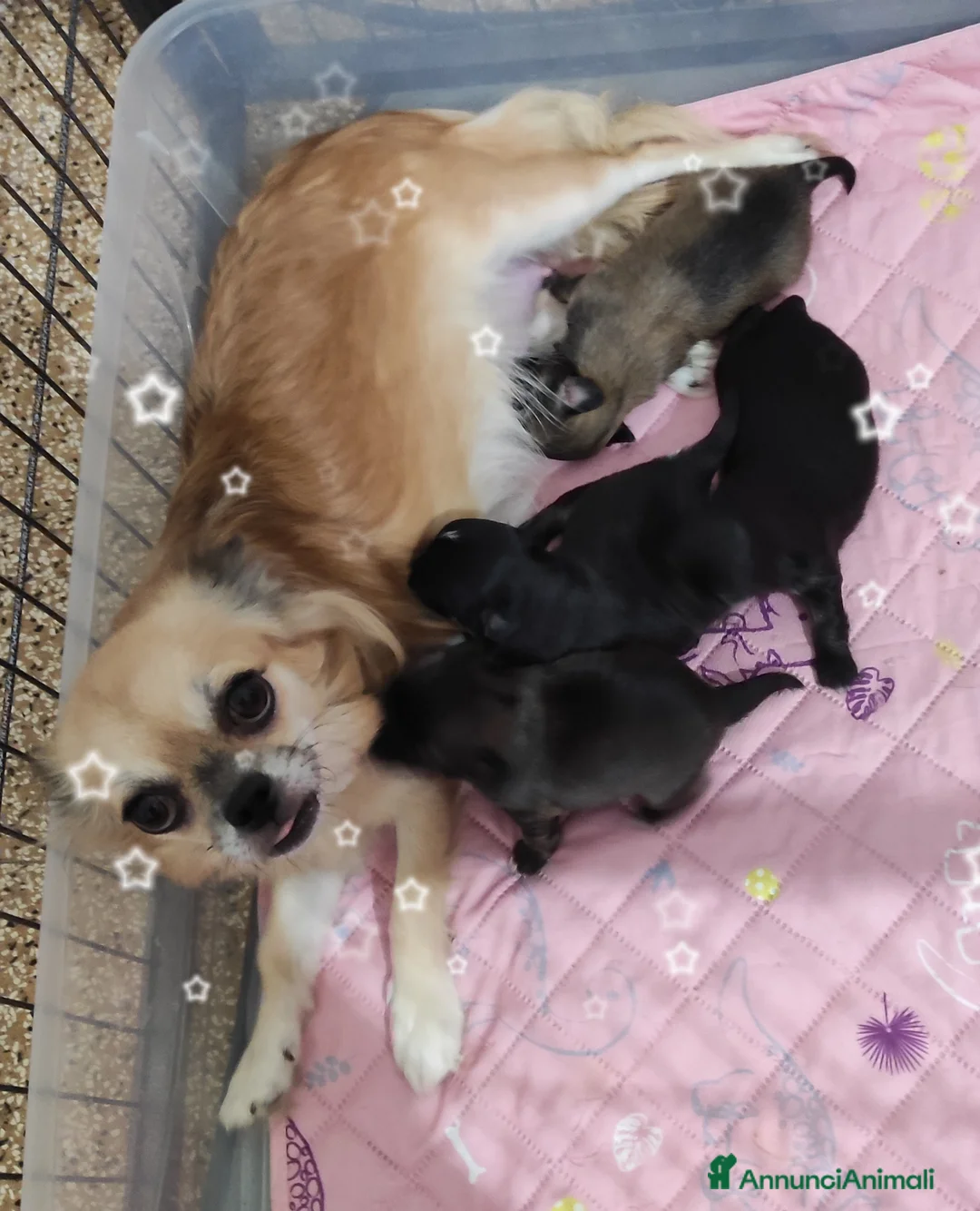 Chihuahua cani in vendita: cucciolo di chihuahua a pelo lungo - Annuncio 4