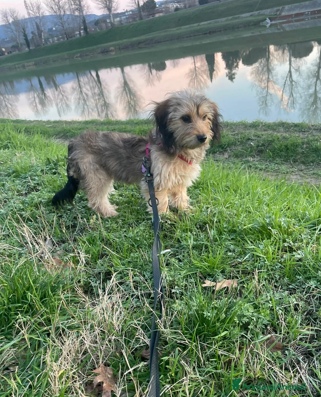Meticcio cani in regalo: LILY, cucciola dolcissima sfortunata. TG PICCOLA - Annuncio 11