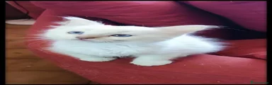 Ragdoll 6
