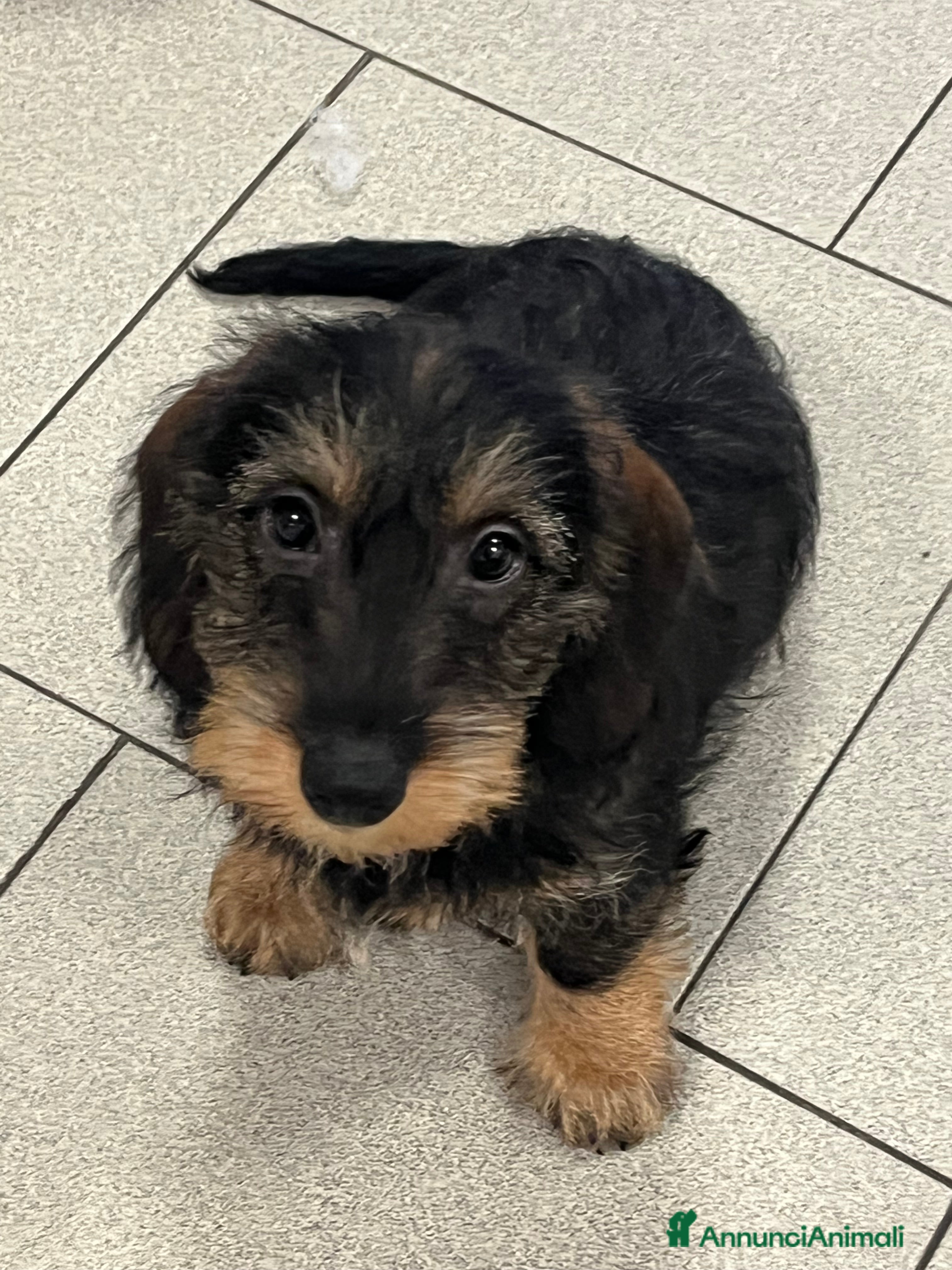 Bassotto cani Bassotti a pelo duro taglia nana a Provincia di Monza e della Brianza - Annuncio 1