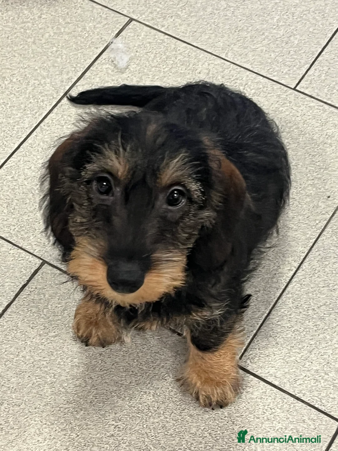 Bassotto cani in vendita: Bassotti a pelo duro taglia nana a Provincia di Monza e della Brianza - Annuncio 1