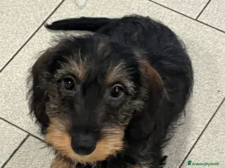 Bassotto cani Bassotti a pelo duro taglia nana a Provincia di Monza e della Brianza - Annuncio 1