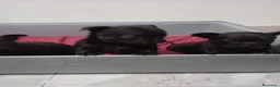 Chihuahua cani in vendita: Chihuahua siracusa  - Annuncio 4