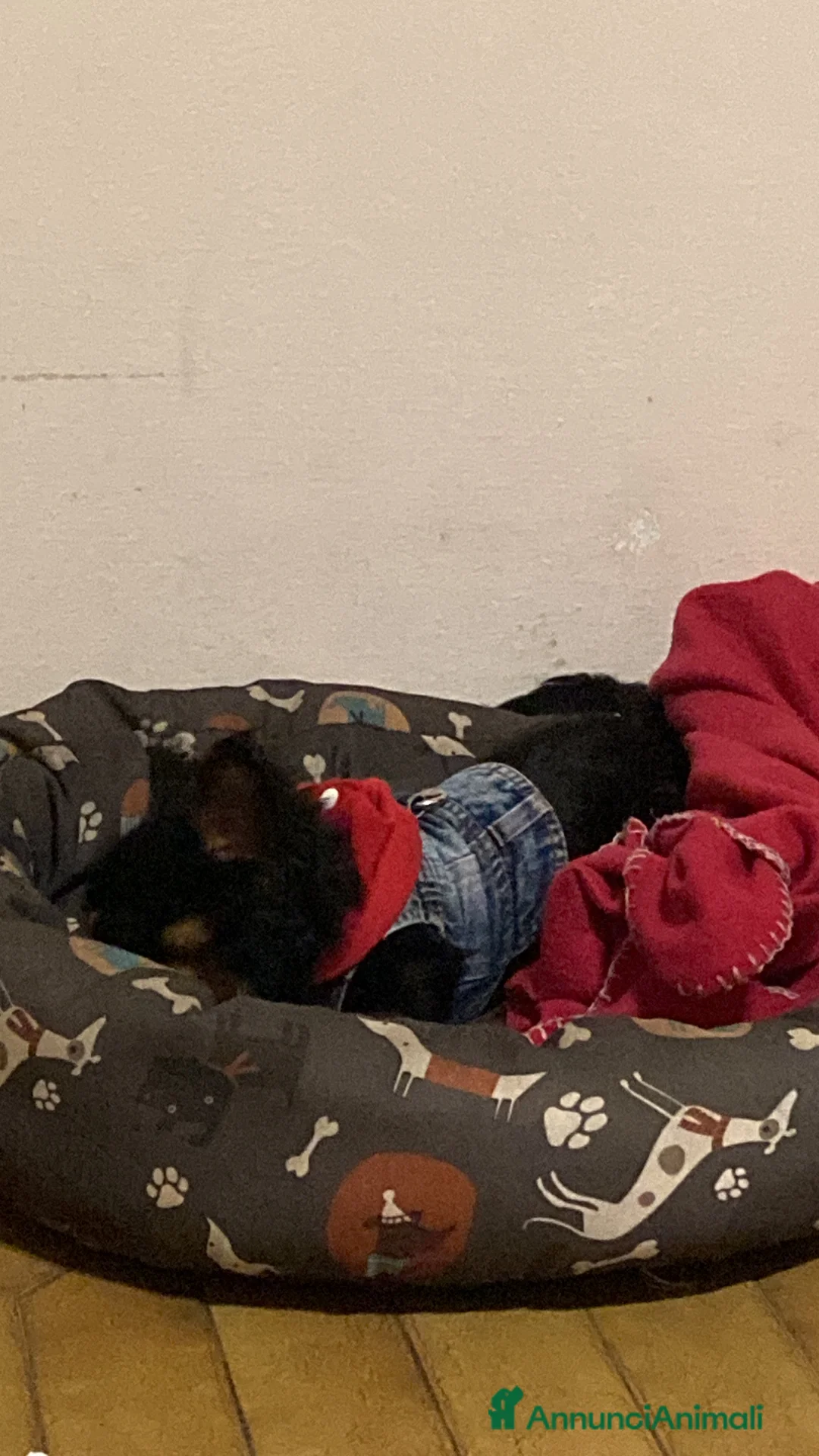 Meticcio cani in vendita: Il mio cane si chiama Max  - Annuncio 3