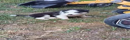 Husky cani in vendita: Cuccioli di siberian husky - Annuncio 15