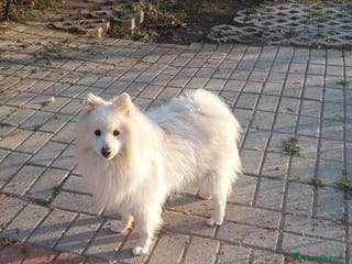 Volpino Italiano cani Volpino italiano - Annuncio 2