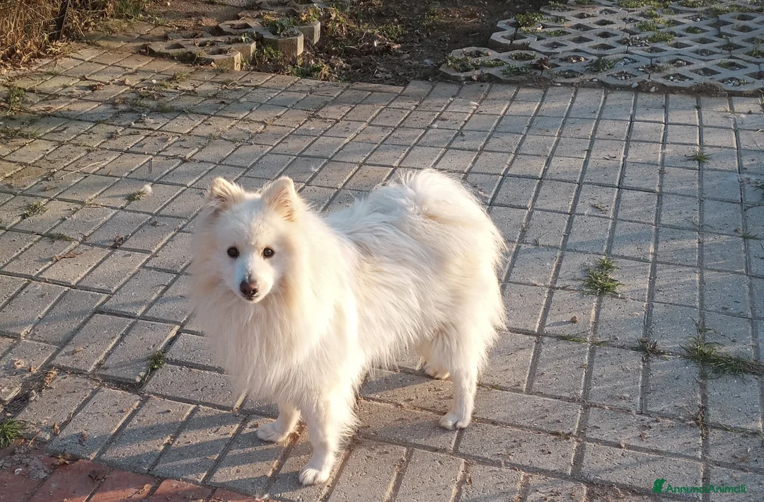 Volpino Italiano cani per accoppiamento: Volpino italiano - Annuncio 1