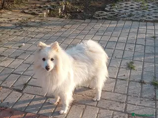 Volpino Italiano cani Volpino italiano - Annuncio 24