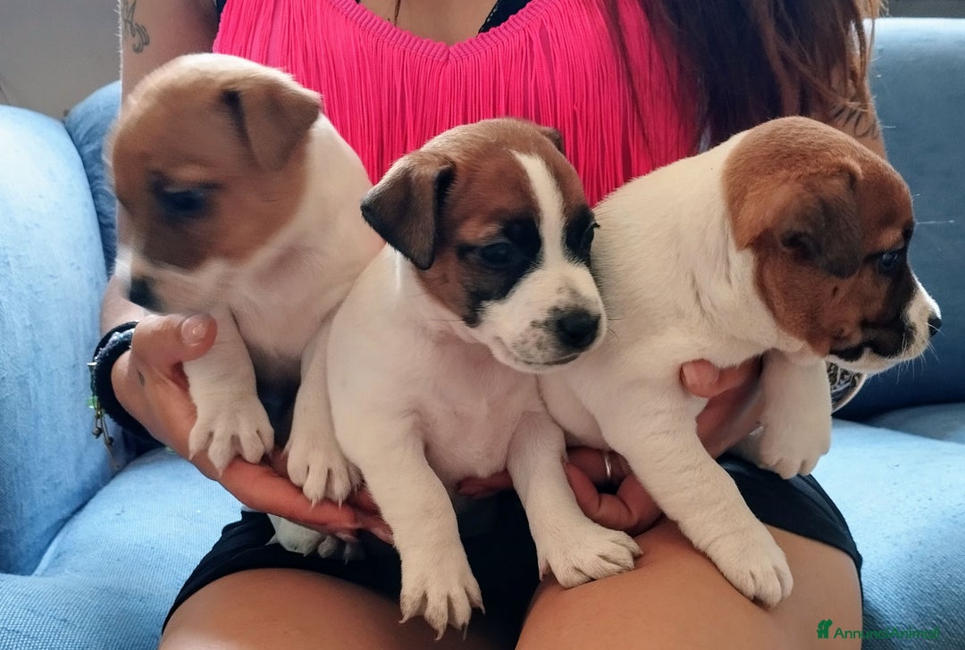 Jack Russell cani in vendita: Cedesi cuccioli di Jack Russell Terrier  a Città Metropolitana di Torino - Immagine 9