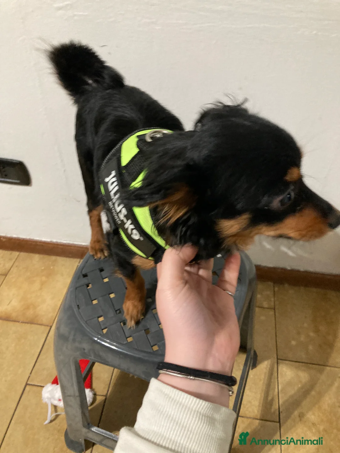 Meticcio cani in vendita: Il mio cane si chiama Max  - Annuncio 6