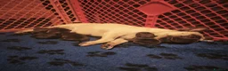 Bulldog Francese cani in vendita: FANTASTICI CUCCIOLI nati il 6 Luglio! - Annuncio 5