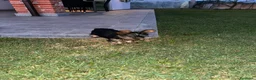 Yorkshire cani in vendita: Cuccioli di Yorkshire  a Provincia di Cuneo - Annuncio 2