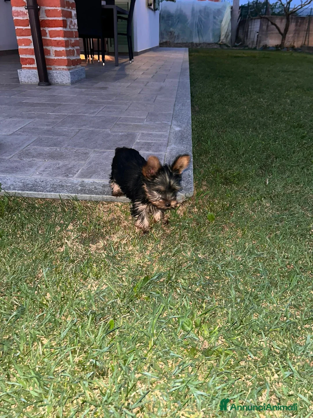 Yorkshire cani in vendita: Cuccioli di Yorkshire  a Provincia di Cuneo - Annuncio 2