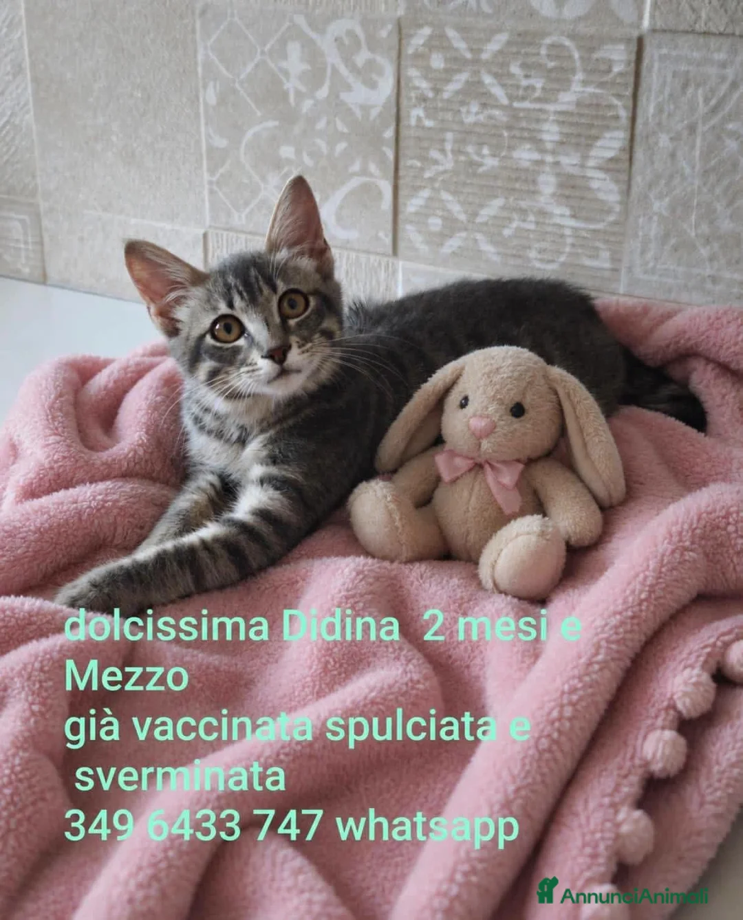 Europeo gatti in regalo: Ma con quel musetto, quanto amore sei?!❤️ - Annuncio 4