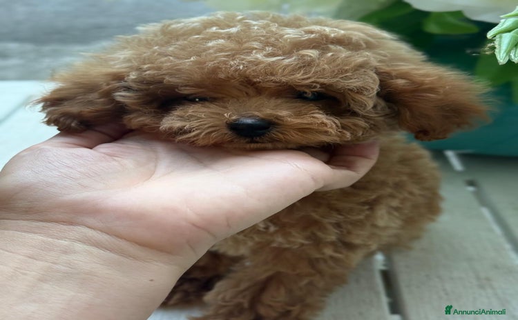 Barboncino Toy cani a Provincia di Savona - Annuncio 5