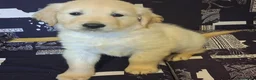 Golden Retriever cani in vendita: Cuccioli di golden retriever anglo americano  - Annuncio 4