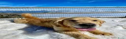Golden Retriever cani per accoppiamento: GOLDEN RETRIEVER MASCHIO PER ACCOPPIAMENTO  - Annuncio 6