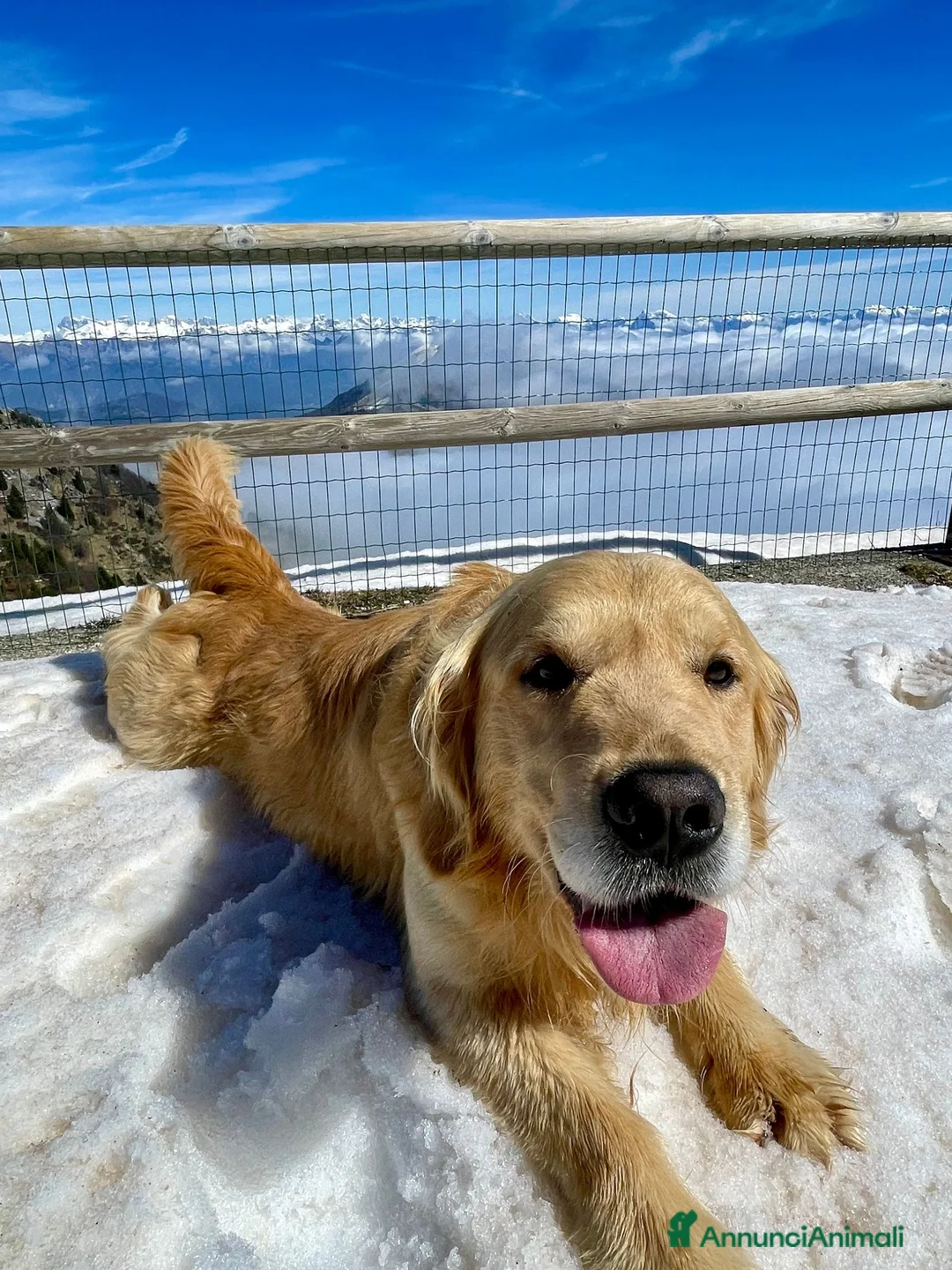 Golden Retriever cani per accoppiamento: GOLDEN RETRIEVER MASCHIO PER ACCOPPIAMENTO  - Annuncio 6