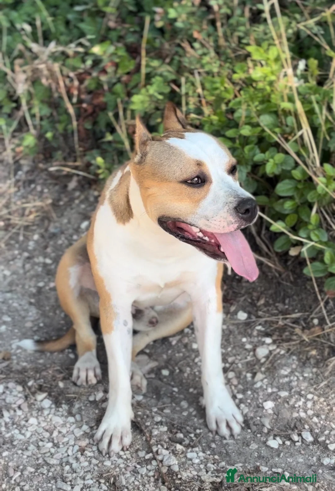 American Staffordshire cani in vendita: Puro Amstaff alta genealogia  a Provincia di Perugia - Annuncio 2