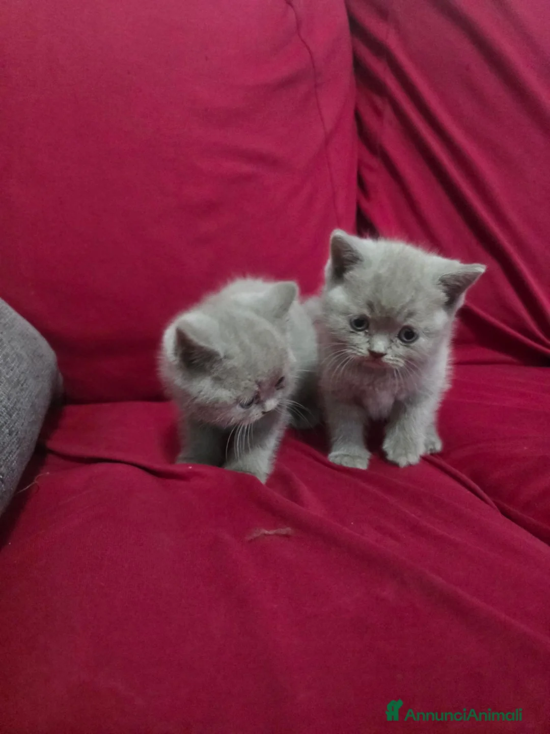 British gatti in vendita: Gattini brittish shorthair - Annuncio 2