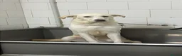 Meticcio cani in regalo: Kira cerca casa a Città metropolitana di Messina - Annuncio 4