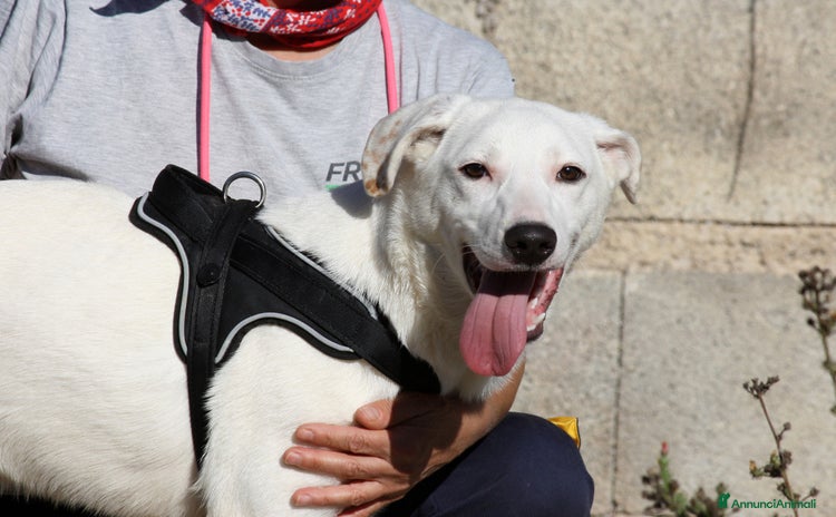 Altre razze cani - Annuncio 8