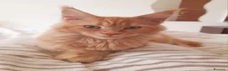 Maine Coon gatti in vendita: Cucciolone di Mainecoon  - Annuncio 2