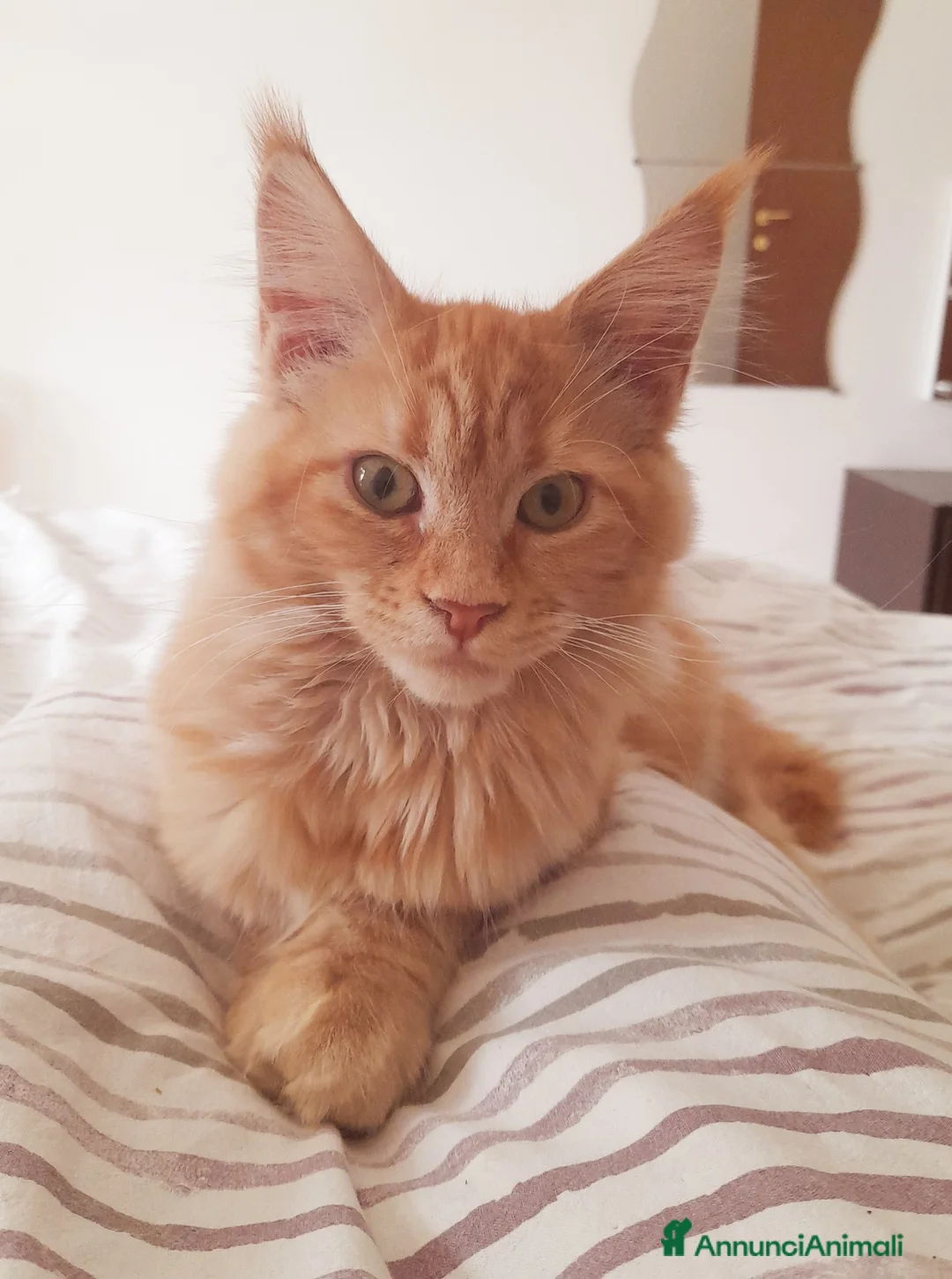 Maine Coon gatti in vendita: Cucciolone di Mainecoon  - Annuncio 2