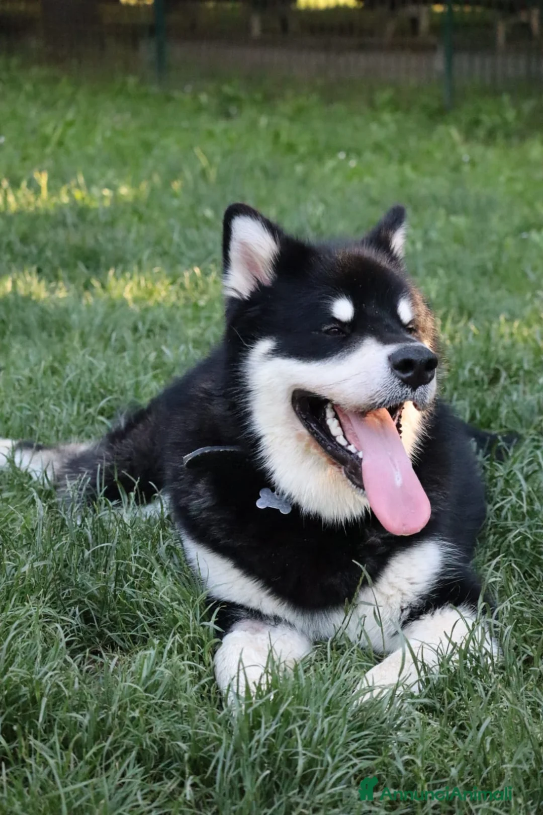 Alaskan Malamute cani per accoppiamento: Alaskan malamute a Provincia di Livorno - Annuncio 1