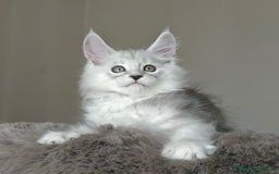 Maine Coon gatti in vendita: 6Cuccioli di MaineCoon con WCF - Immagine 6