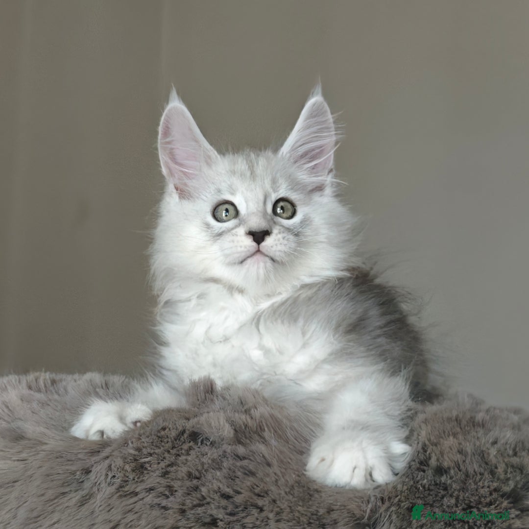 Maine Coon gatti in vendita: 6Cuccioli di MaineCoon con WCF - Immagine 6