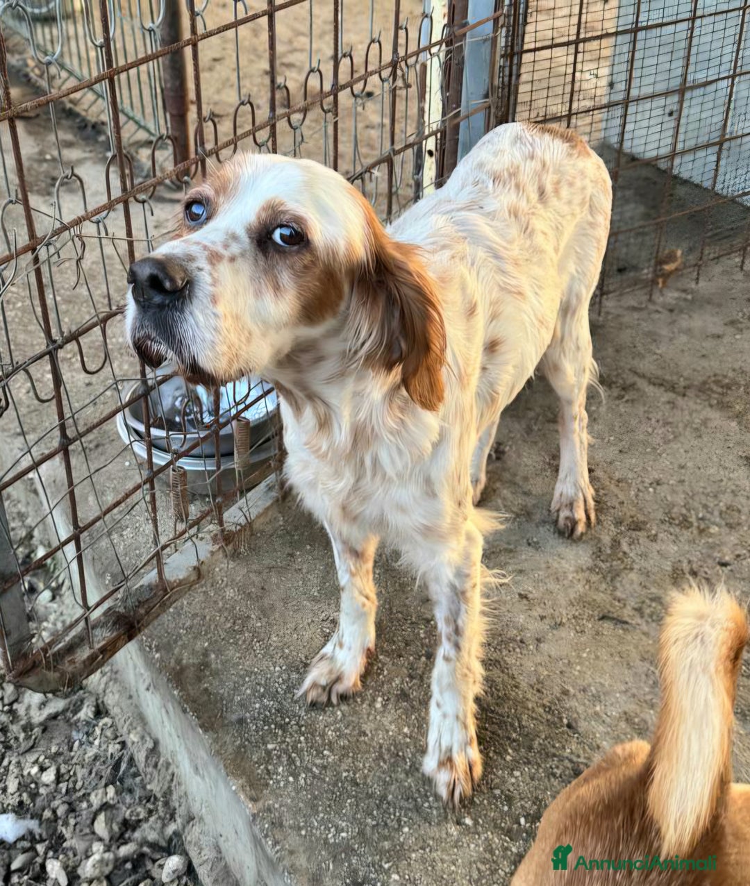 Setter Inglese cani in regalo: Diana 4 anni setter inglese - Annuncio 4