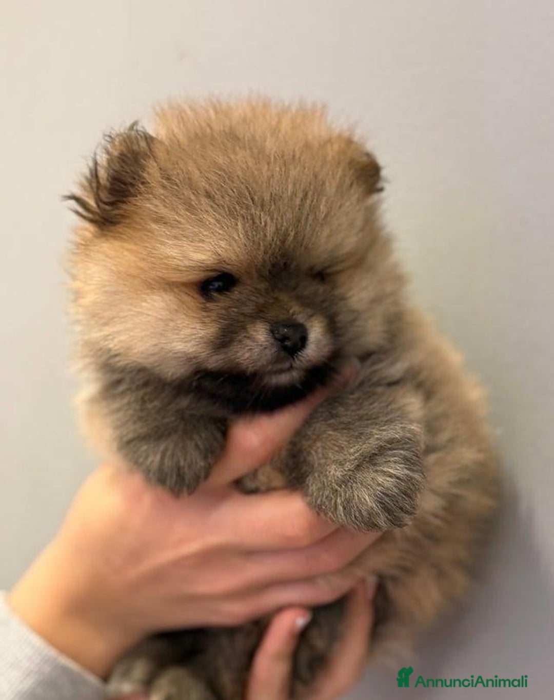 Volpino Pomerania cani in vendita: Bellissimi cuccioli di Pomerania di razza pura  - Annuncio 9