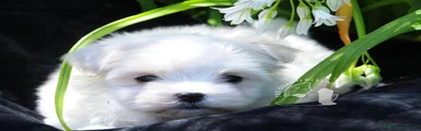 Maltese 1