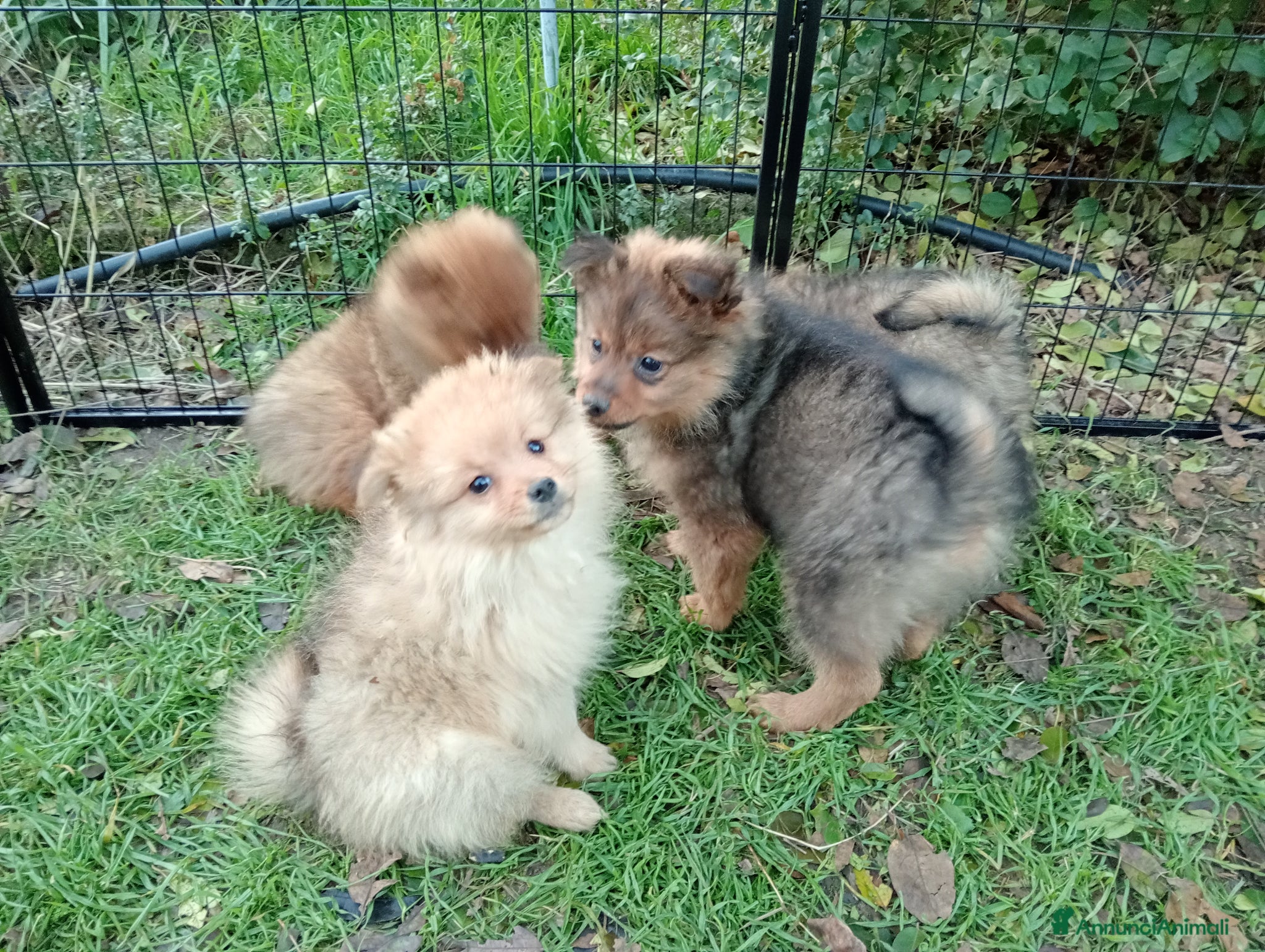 Spitz cani Spitz piccolo  - Annuncio 1
