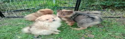 Spitz cani in vendita: Spitz piccolo  - Annuncio 1