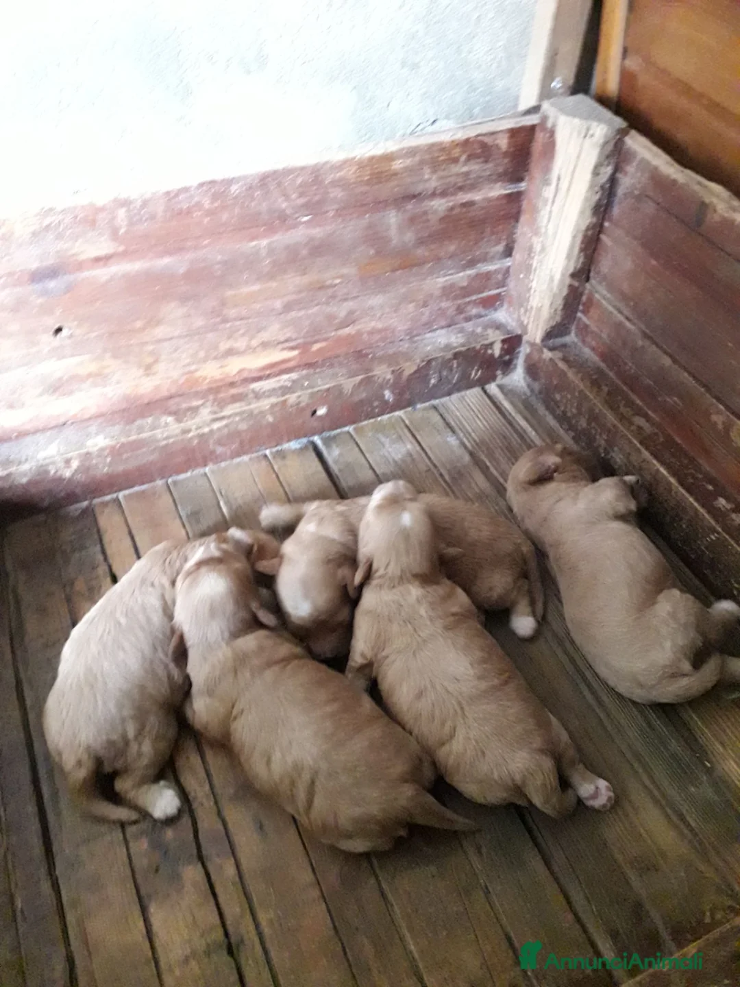 Maltipoo cani in vendita: Maltipo maschi e femmine  - Annuncio 2