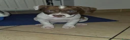 Pitbull cani in vendita: Cuccioli pitbull red nose - Annuncio 4