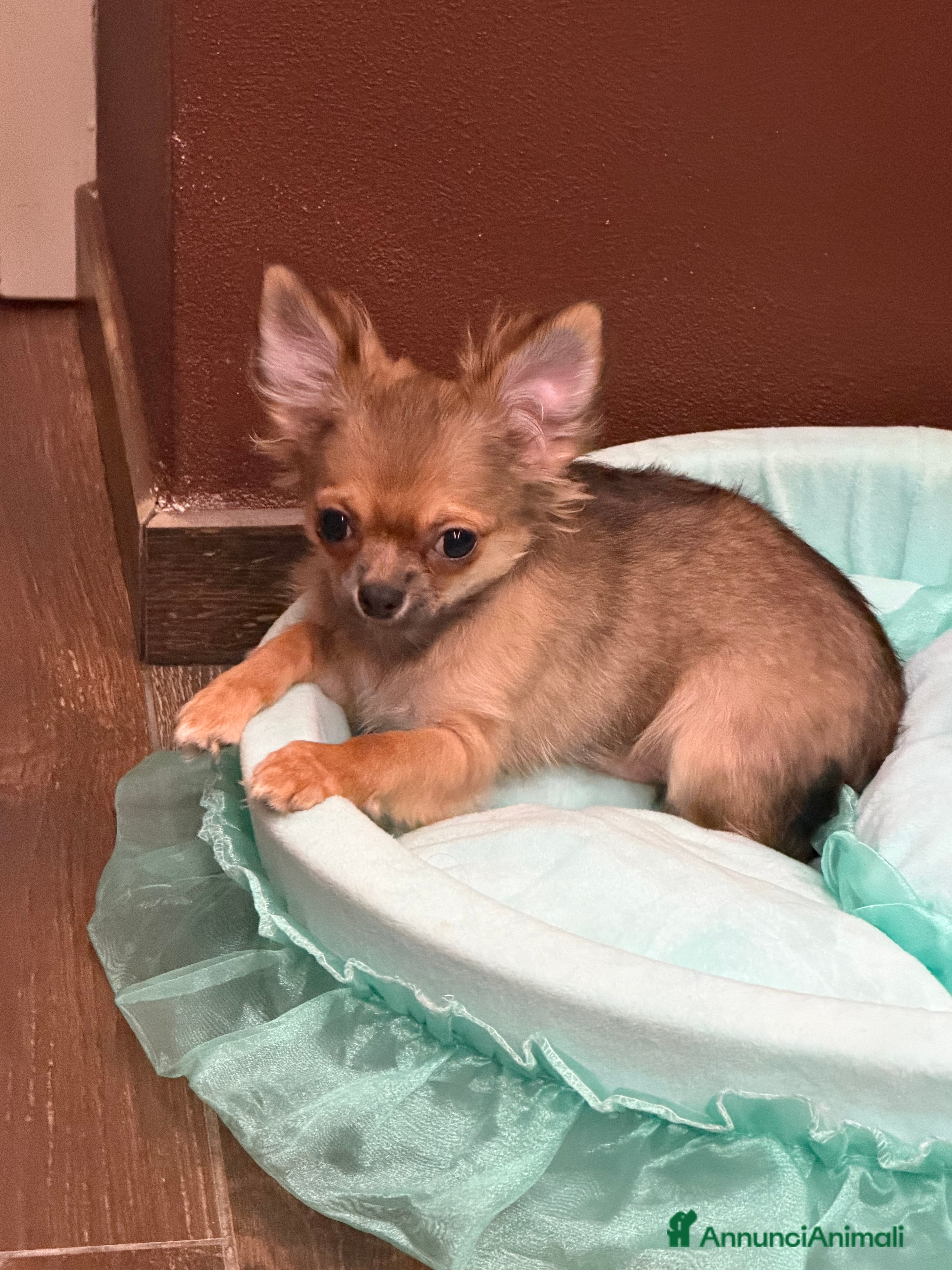 Chihuahua cani Chihuahua maschietto  - Annuncio 1