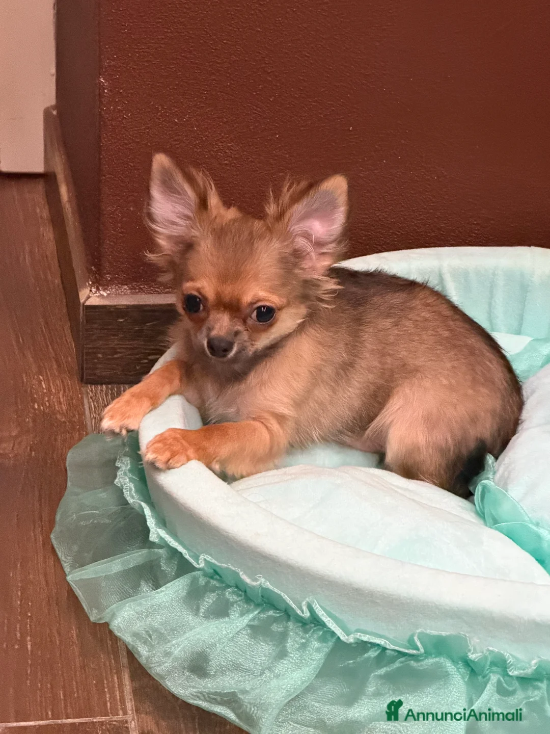 Chihuahua cani in vendita: Chihuahua maschietto  - Annuncio 1