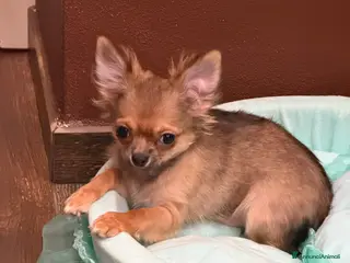 Chihuahua cani Chihuahua maschietto - Annuncio 1