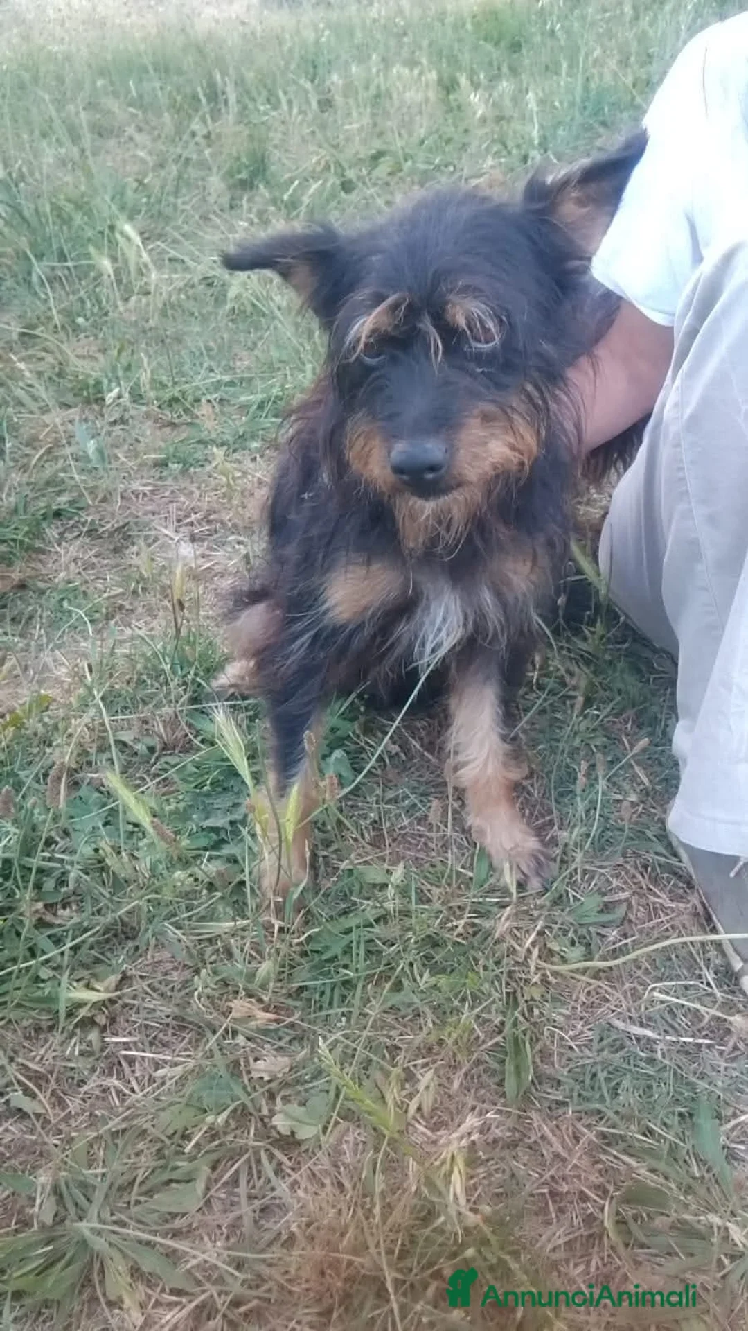 Meticcio cani in regalo: Black Jack a Provincia di Viterbo - Annuncio 3