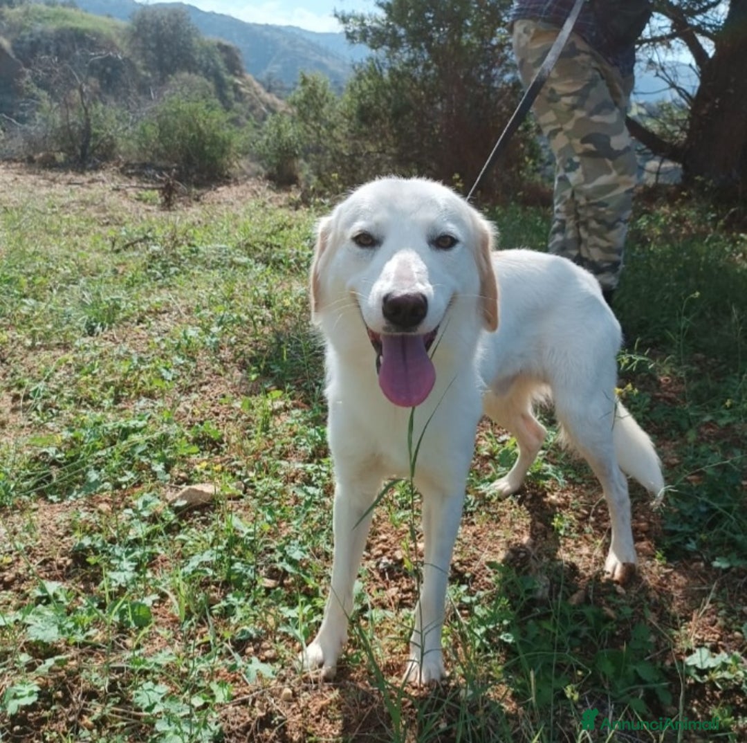 Meticcio cani in regalo: Fratello/sorella 4anni tg media bellissimi CALABRI - Annuncio 3