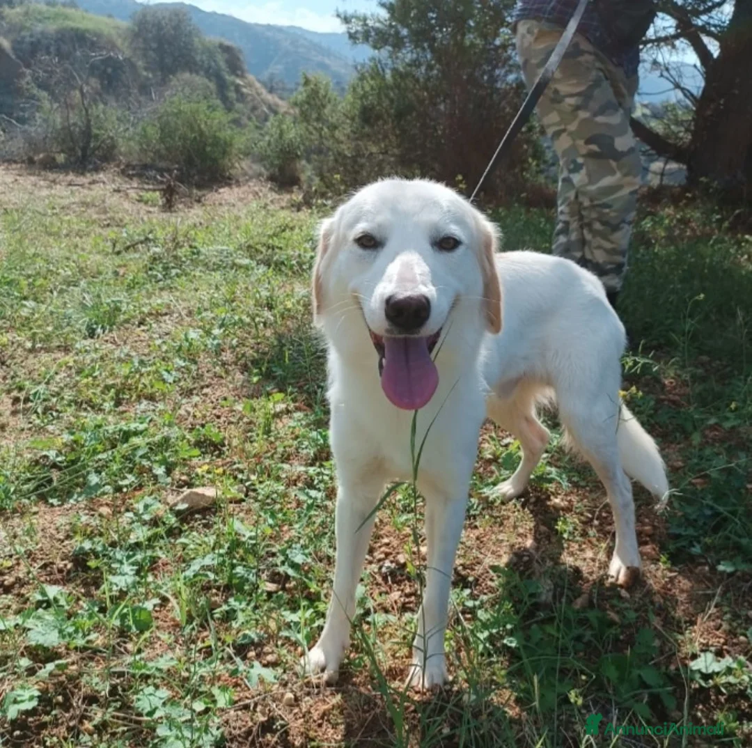 Meticcio cani in regalo: Fratello/sorella 4anni tg media bellissimi CALABRI - Annuncio 3
