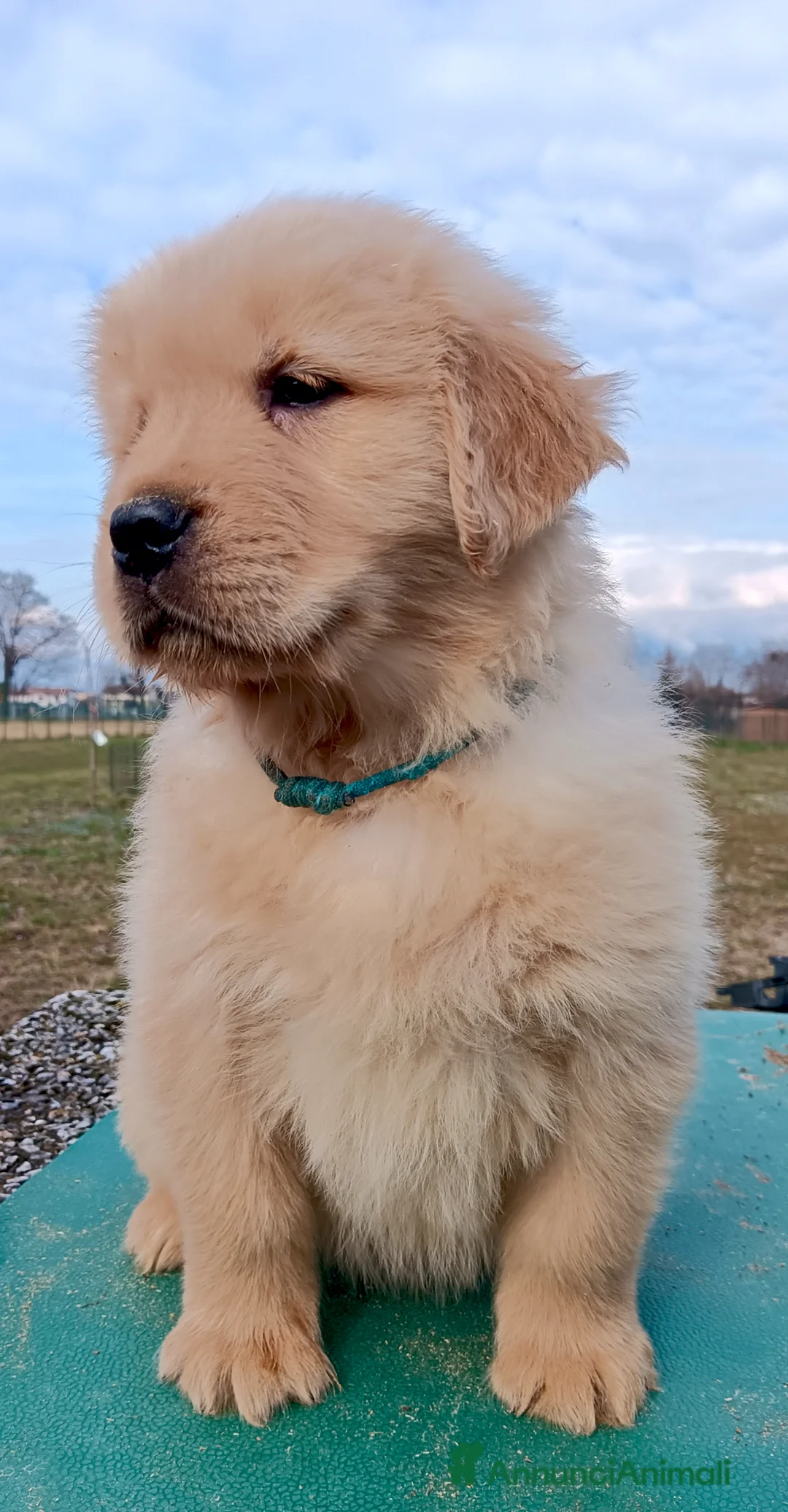 Golden Retriever cani in vendita: Cuccioli Golden Retriever Linea Americana  - Annuncio 5