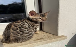 Bengala gatti in vendita: Cuccioli Bengala alta genealogia  a Provincia di Varese - Immagine 6